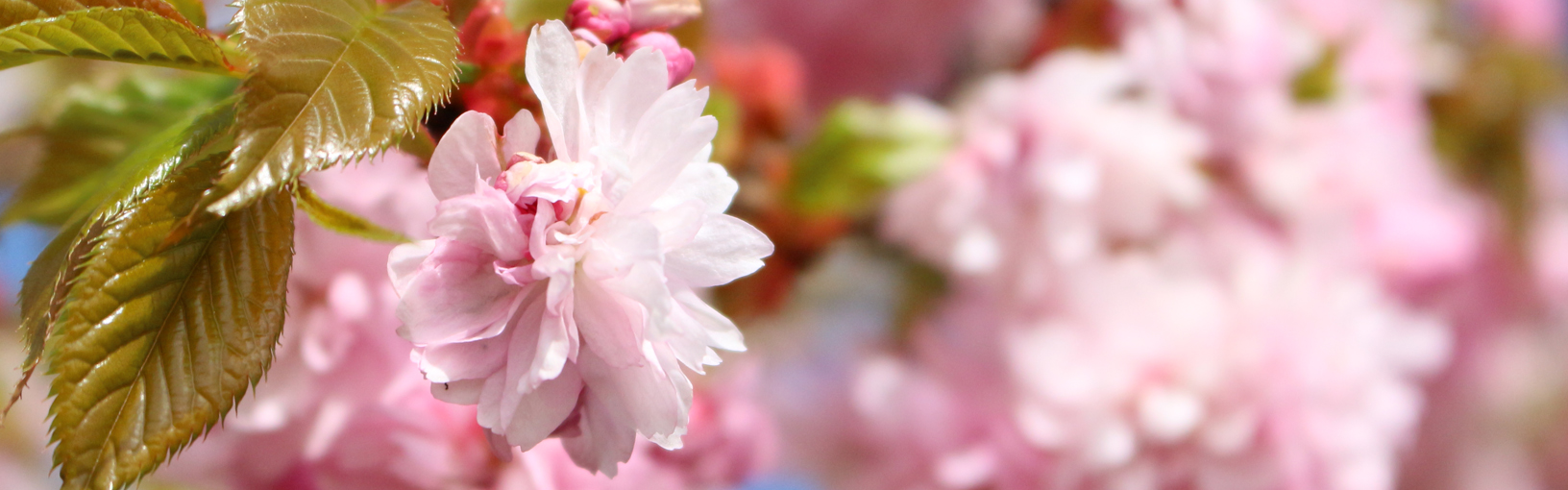 Hilos de alta calidad para tejer, crochet y fieltro Hilos Lana Grossa | Primavera / Verano