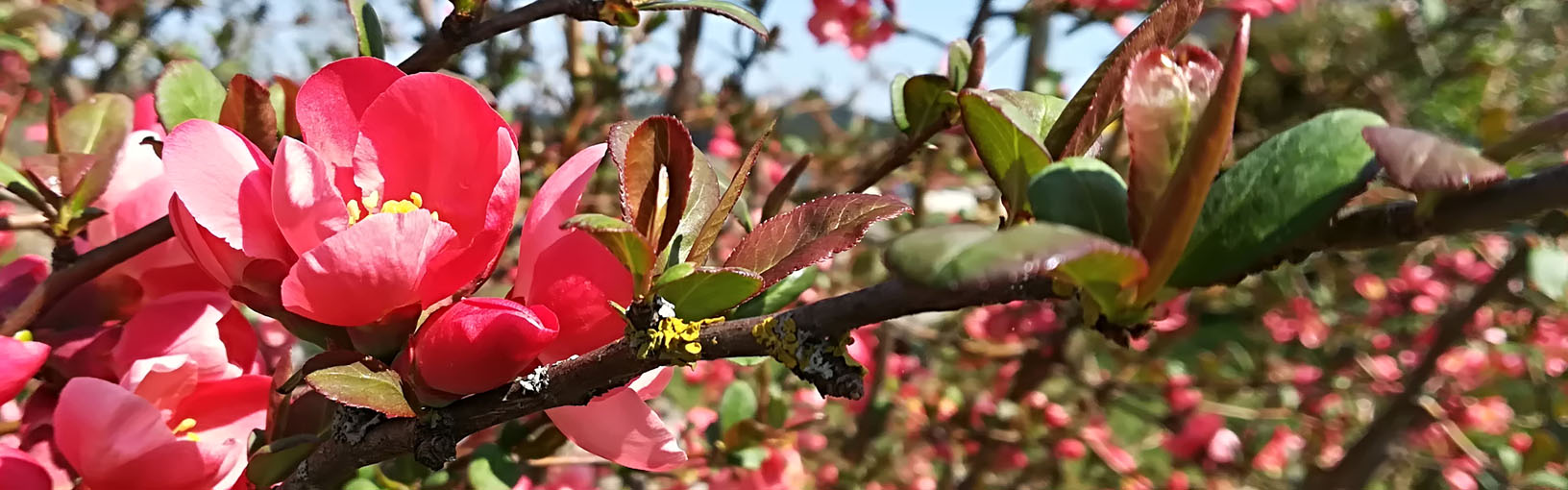Hilos de alta calidad para tejer, crochet y fieltro Hilos Lana Grossa